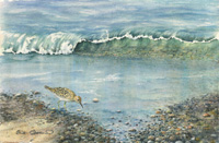 Eagle & Salmon Run
